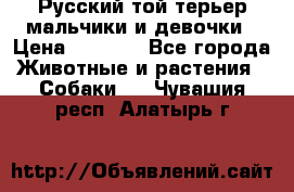 Русский той-терьер мальчики и девочки › Цена ­ 8 000 - Все города Животные и растения » Собаки   . Чувашия респ.,Алатырь г.